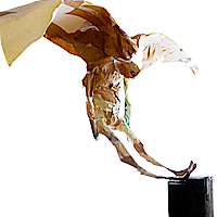 Falling Up