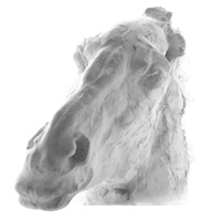 Horse that knows